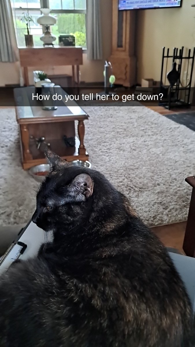 jen_boyles's tweet image. Meet Bella. 1 of 2 shelter kitties we adopted last week and the reason I am unable to get anything done. #turtleshell #bigbaby #SweetBella