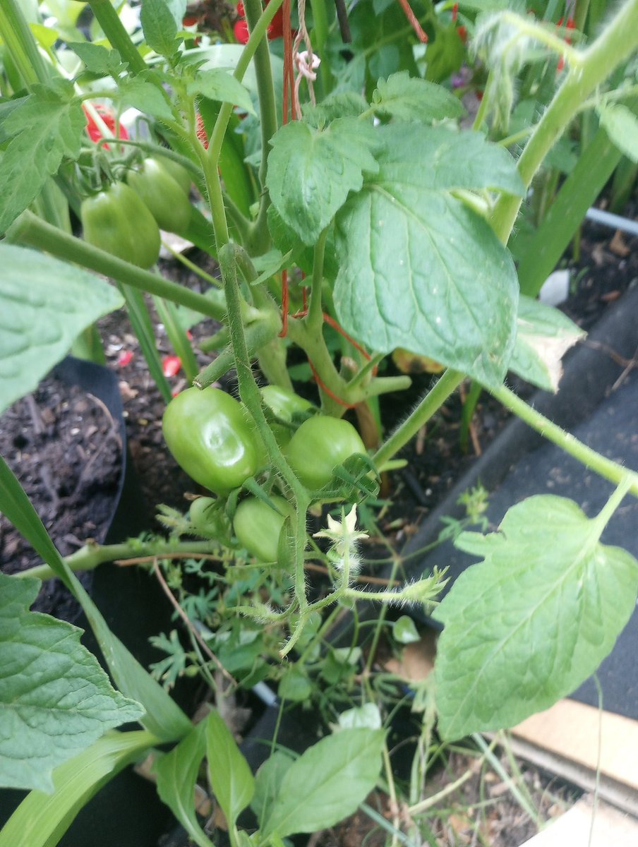 How are your tomatoes doing, I am hopeful to start picking by July 4.