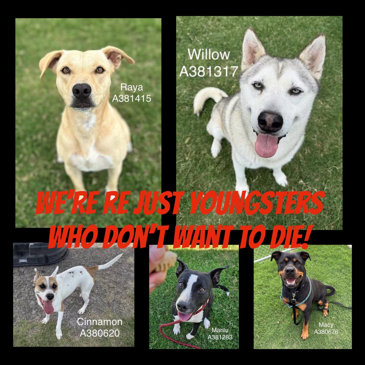 SamfromSpain's tweet image. Are they living on borrowed⏰or have their lives been taken⁉️
5😇s listed 2 die TODAY6/9 @ Corpus Christi AC 4 no good reason‼️
RAYA #A381415 1 yo
WILLOW #A381317 15 mo
CINNAMON #A380620 1 yo
MARILU #A381283 2 yo
MACY #A380686 4 yo
Gentle souls!
PLEDGE 4 #RESCUE
#ADOPT
Save them!