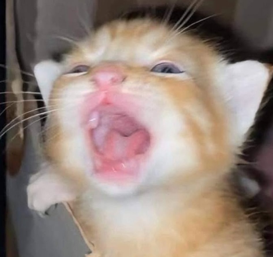 stickydacat tweet media