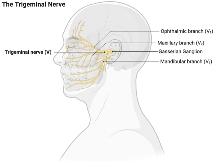StanfordPain's tweet photo. Trigeminal neuralgia (TN), also known as "tic douloureux," is a chronic condition that causes sharp, electric-shock pain on one side of the face. Everyday activities like smiling, eating, or even light touch can trigger episodes. (1/9) https://t.co/z8a5k5tPfw