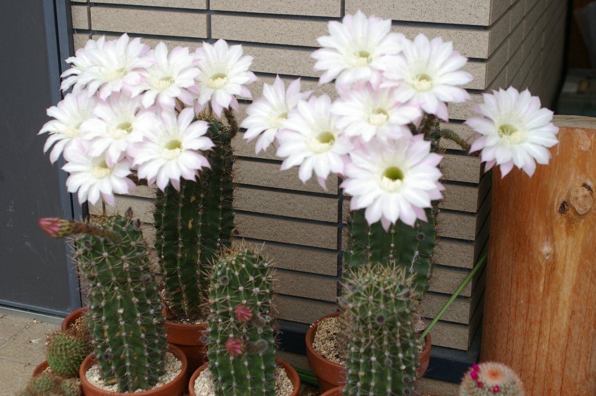６・１０　６：００撮。マルティが今年初めて１５花の開花をしました。隠れていますが右側のに蕾が１つあり手前のにも３つあります。これは今日開くでしょう。手前の３つは去年の１２月に下半身を３分の１ほど切り落としたもので４月に植えましたがまだ根は出ていないはずですが花は咲かせますねえ。
