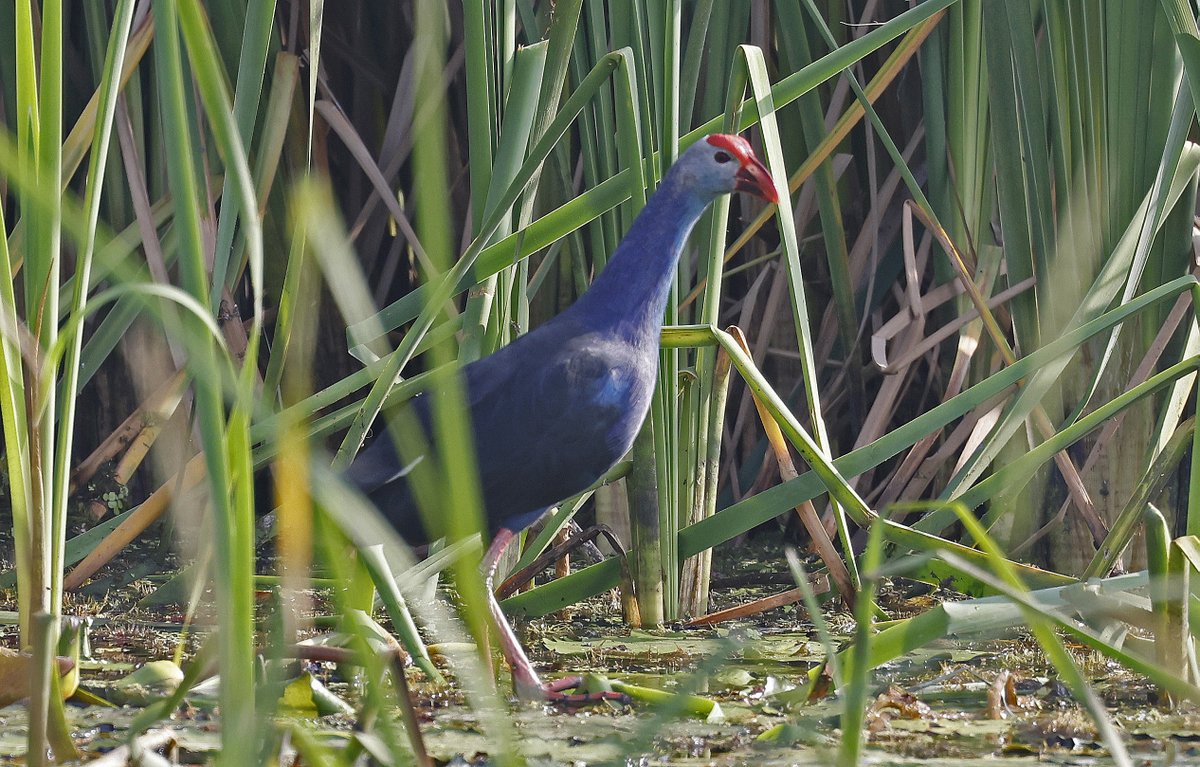 Paul Chapman tweet media