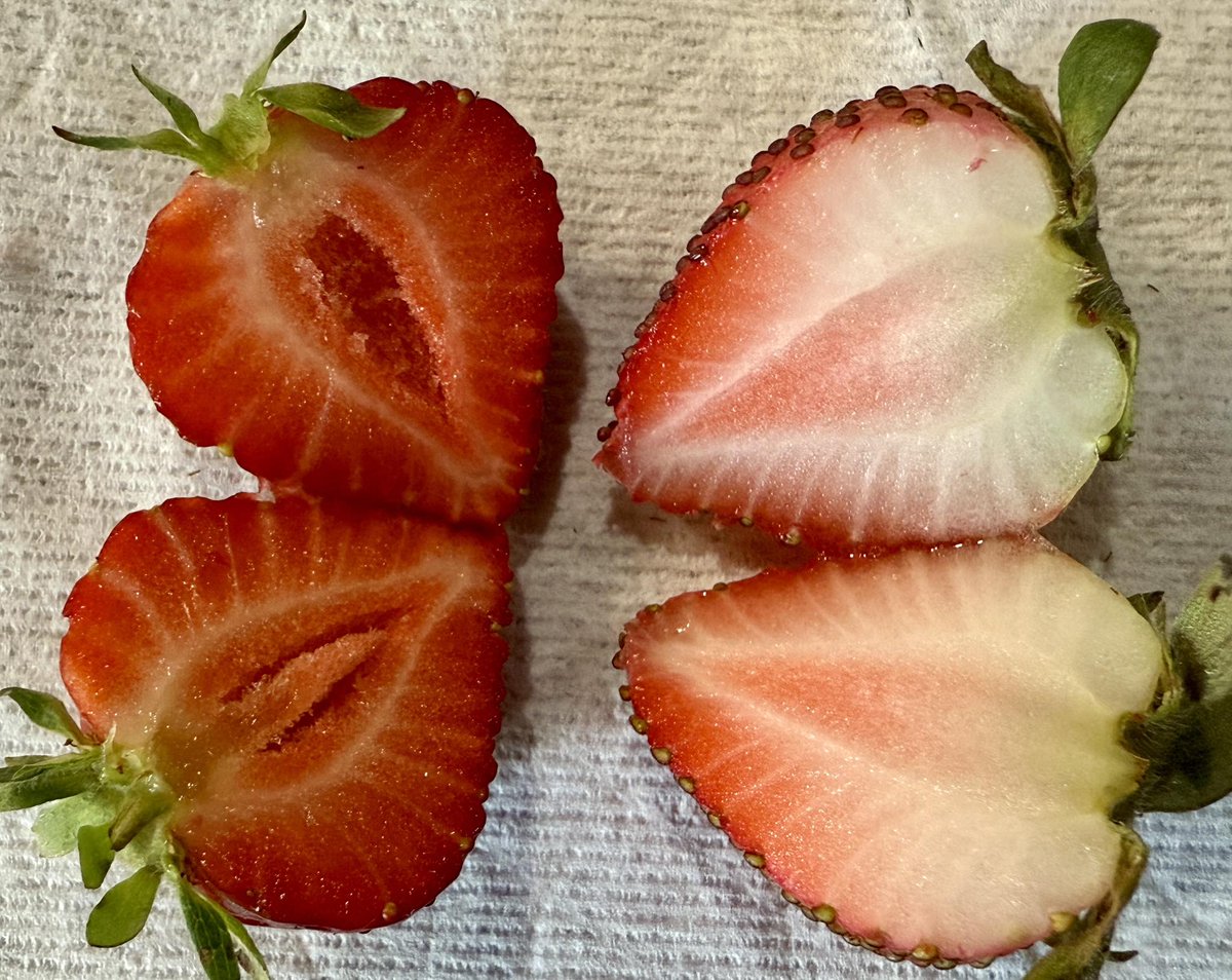 Nova Scotia farmer's pic of local strawberries vs. their engineered cousins from California.