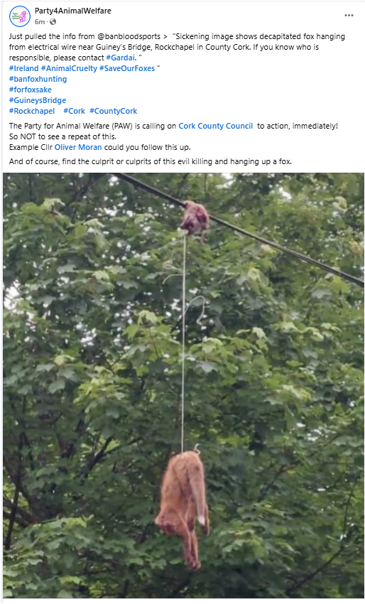 PartyForAnimalWelfare (@animalpartyie) on Twitter photo Just pulled the info from <a href="/banbloodsports/">Ban Blood Sports</a> > "Sickening image shows decapitated #fox 🦊hanging from electrical wire near #GuineysBridge, #Rockchapel in County #Cork. If you know who is responsible, please contact #Gardai".
#BanFoxHunting 🦊
#ForFoxSake 🦊
<a href="/RuthCoppingerSP/">Ruth Coppinger</a> 🦊 Just pulled the info from <a href="/banbloodsports/">Ban Blood Sports</a> > "Sickening image shows decapitated #fox 🦊hanging from electrical wire near #GuineysBridge, #Rockchapel in County #Cork. If you know who is responsible, please contact #Gardai".
#BanFoxHunting 🦊
#ForFoxSake 🦊
<a href="/RuthCoppingerSP/">Ruth Coppinger</a> 🦊