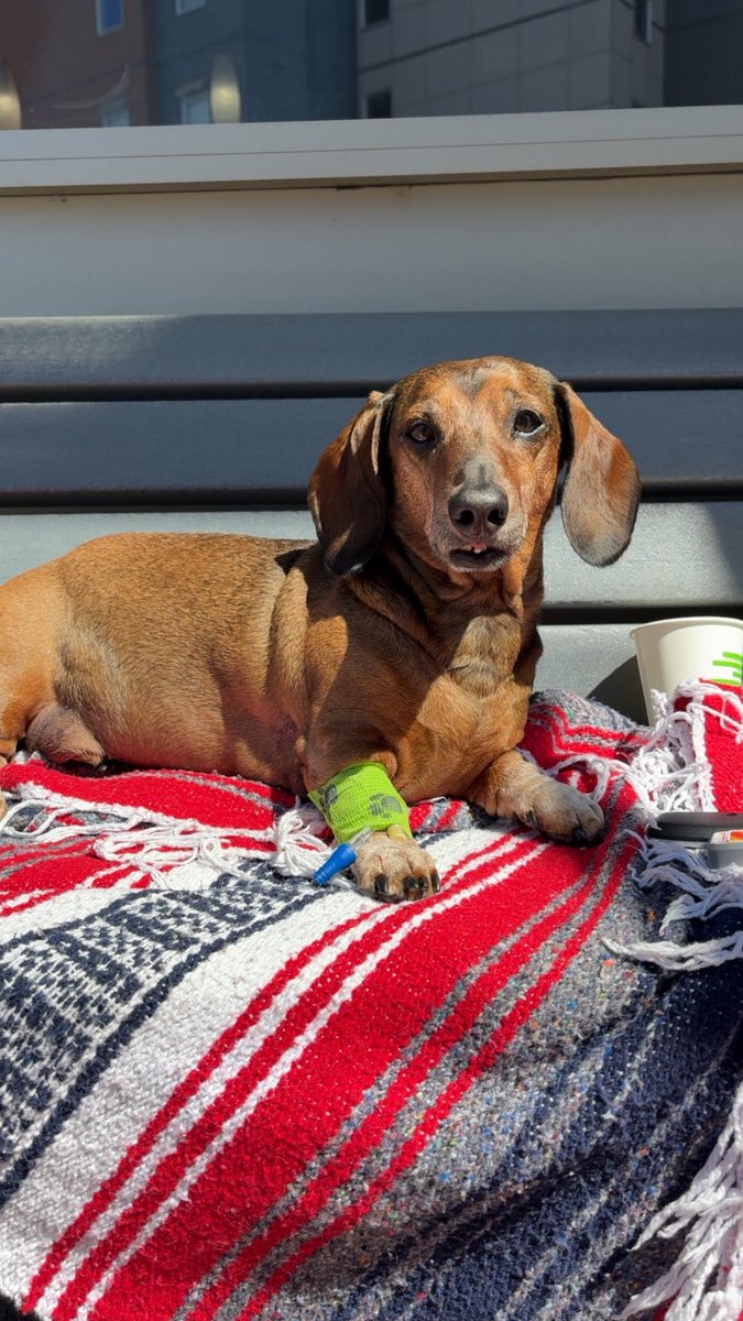 defnotmxtty's tweet image. My baby boy went into his forever sleep today, and my life will never be the same. I love you Dexter, forever 😭❤️