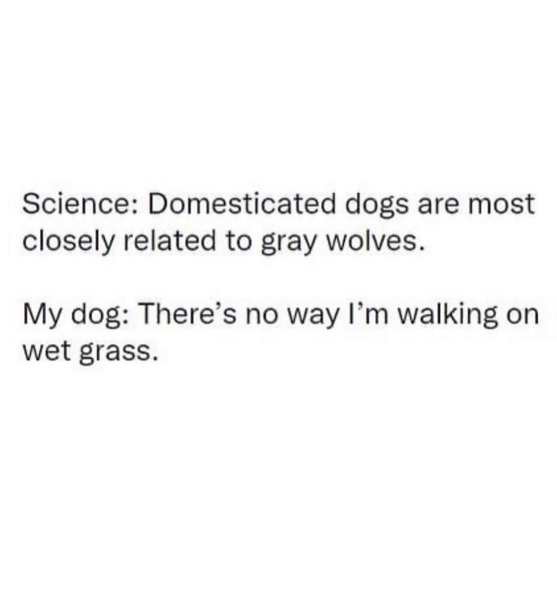 Brownie the Dachshund 🌈 (@browniethedach1) on Twitter photo 