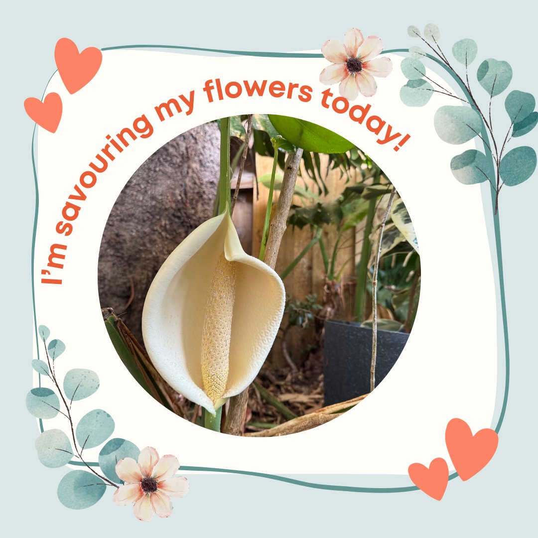 I decided to go for a ‘savouring walk’ in my garden on the weekend. I noticed these beautiful flowers had come into bloom! I savored their colour, I felt their texture, I smelt their beautiful perfume, and I smiled as I thought about the moment I first planted them!