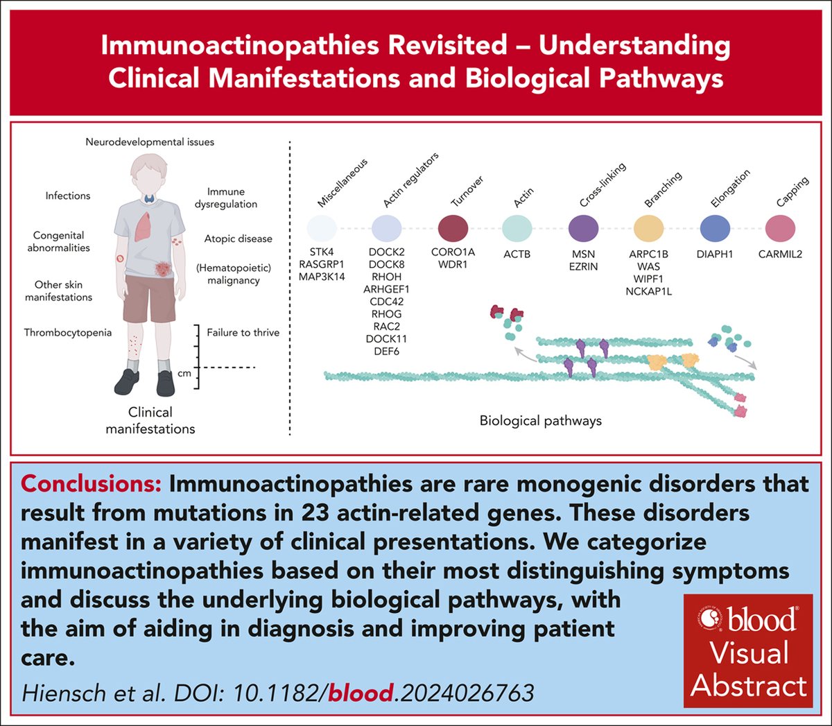 Immune cell functionality is highly dependent on the actin cytoskeleton. ow.ly/qIX550W5flM #immunobiologyandimmunotherapy