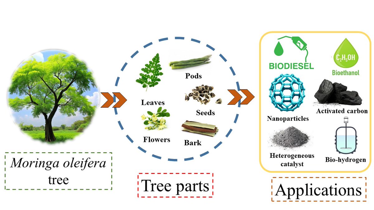 ✨New reaserch alert!
The role of Moringa oleifera in the development of alternative biofuels, under the concept of an integral one-tree biorefinery, by J. L. Aleman- Ramirez, Patrick U. Okoye, S. Saldaña- Trinidad, S. Torres- Arellano, and P. J. Sebastian shorturl.at/d8pga