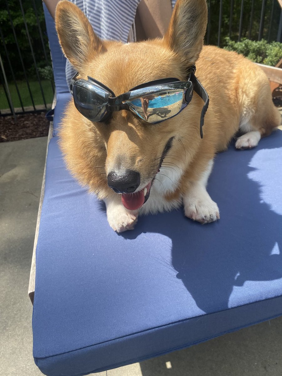Snoopy, the Corgi πΊπ¦πΊπ¦ (@corgisnoopy) on Twitter photo Calling all #CorgiCrew friends to join <a href="/Rockyscrazylife/">Rocky the Corgi</a> <a href="/RiotDogChicago/">Riot and Ralphβs Room</a> <a href="/TacoCat2012/">TacoTheCat</a> and me for a pool party! Come on over to the east coast! Calling all #CorgiCrew friends to join <a href="/Rockyscrazylife/">Rocky the Corgi</a> <a href="/RiotDogChicago/">Riot and Ralphβs Room</a> <a href="/TacoCat2012/">TacoTheCat</a> and me for a pool party! Come on over to the east coast!