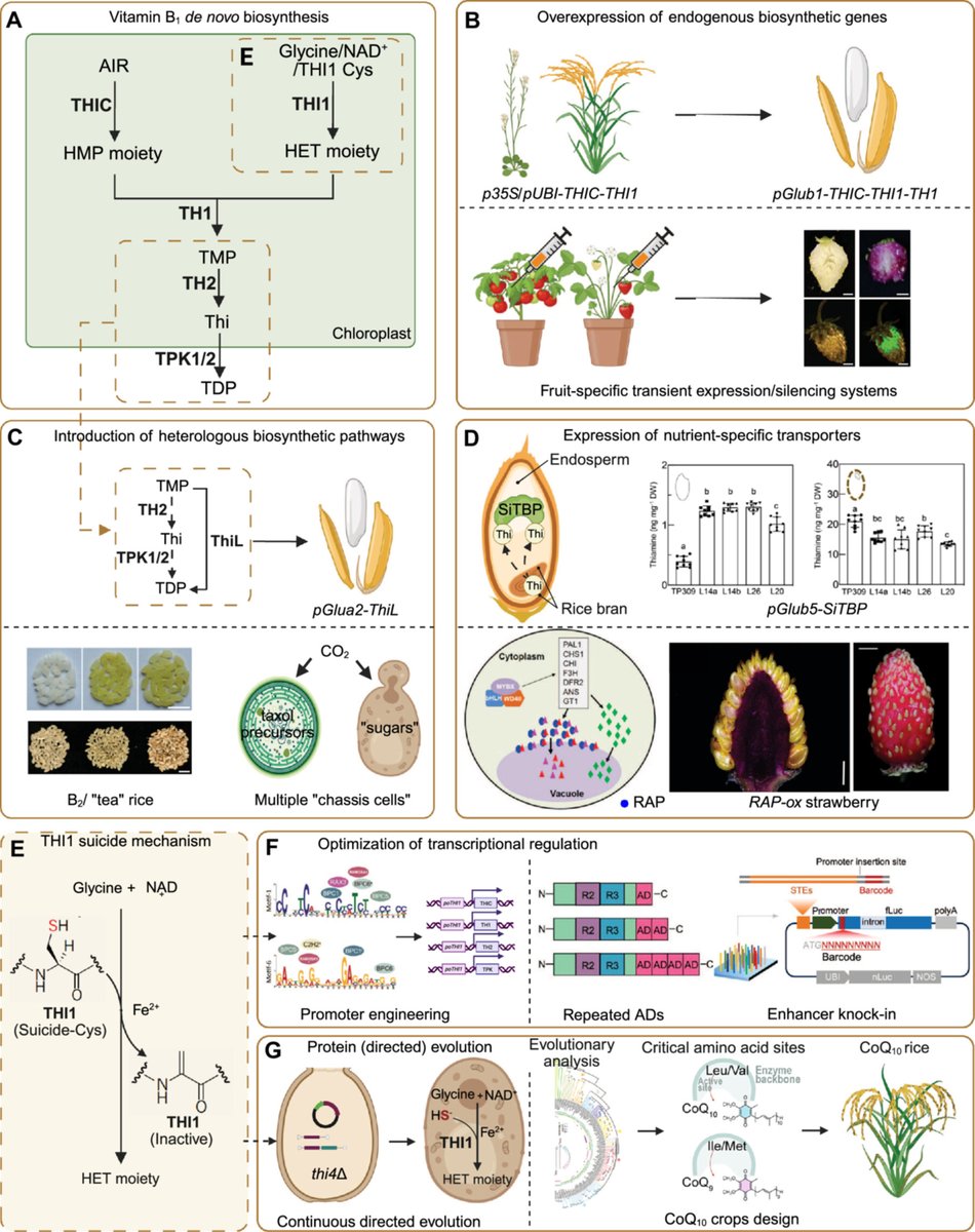 JIPB (@jipbio) on Twitter photo #Plant-based synthetic #biology-based #biofortification may be the key to addressing hidden #hunger caused by chronic #micronutrient deficiencies, which affect billions of people despite progress in #food production.
doi.org/10.1111/jipb.1… <a href="/wileyplantsci/">Wiley Plant Science</a> #PlantSci #JIPB #SynBio #Plant-based synthetic #biology-based #biofortification may be the key to addressing hidden #hunger caused by chronic #micronutrient deficiencies, which affect billions of people despite progress in #food production.
doi.org/10.1111/jipb.1… <a href="/wileyplantsci/">Wiley Plant Science</a> #PlantSci #JIPB #SynBio
