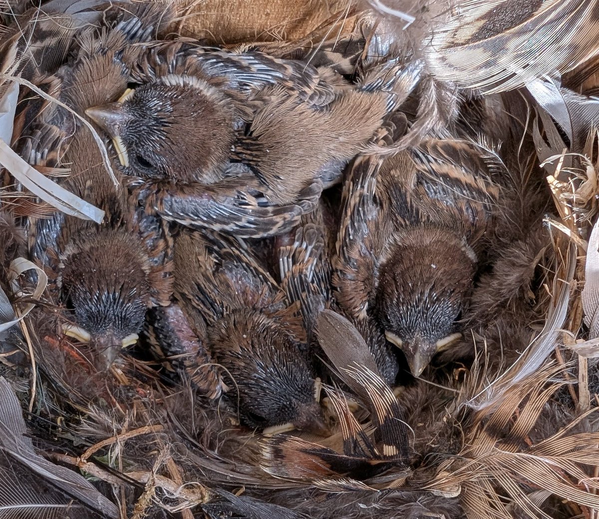Tree Sparrow first broods are now finished. 386 young fledged from 118 pairs using our nest boxes. This is an average of 3.3 per pair which is about average. We now pray for a good second brood🙏.