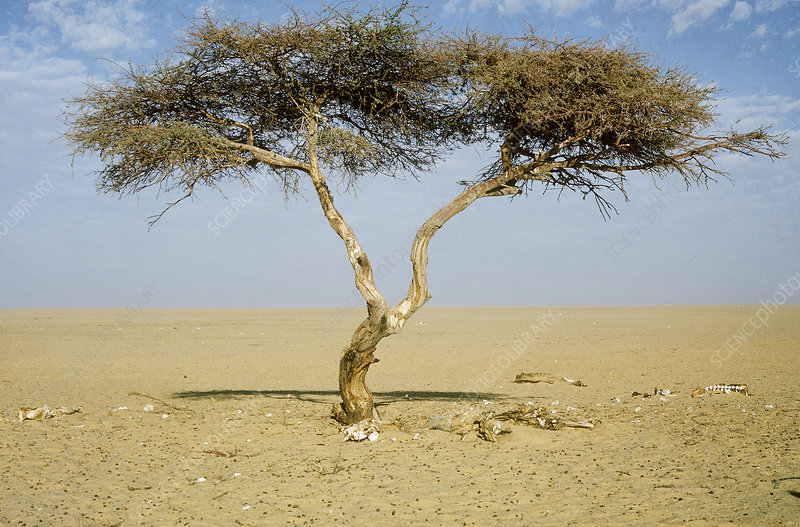 mariara190's tweet image. Once the loneliest tree on Earth, the Ténéré Tree stood alone for over 400km in every direction in the heart of the Sahara. A symbol of resilience in the harshest of places. 🌍🌳 #TenereTree #DesertSolitude #NatureHistory