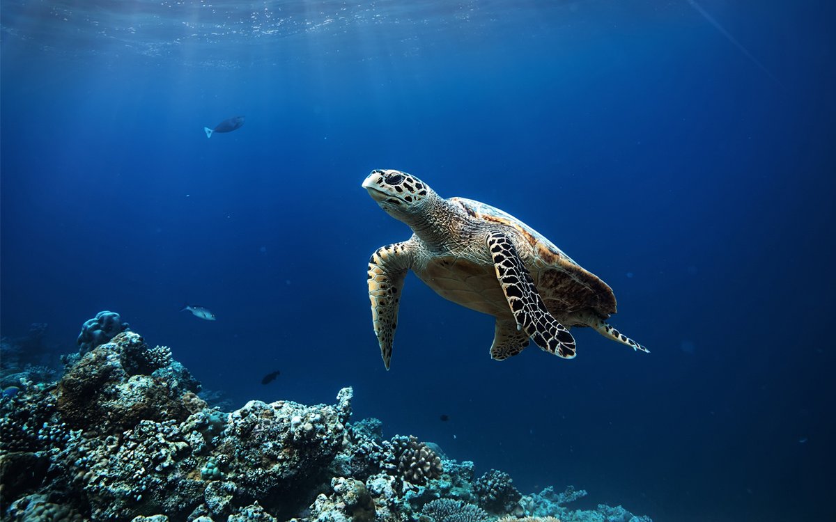 It's #SeaTurtleWeek! We're celebrating these amazing creatures, which have been swimming in Earth’s oceans for tens of millions of years. All six sea turtle species in U.S. waters are protected under the Endangered Species Act. Learn how we conserve them: fisheries.noaa.gov/feature-story/…