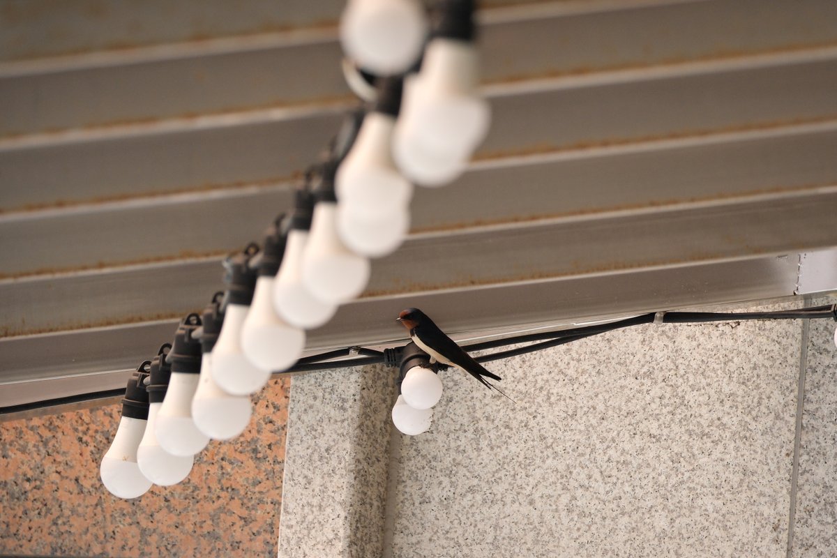 최근 몇 년 만에 제비를 봤어요. 
저렇게 생겼었나? 하고 머리 속이 흐릿하더라고요. 
저는 건강히 잘 지내고 있습니다. 여러분도 항상 건강하시길 바라요.
빨리 돌아올 수 있도록 노력 중입니다! 아 얼른 연재 하고 싶다~!