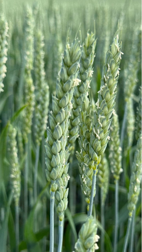 🔍Two main features of this year wheat crop under eye - ASAP Agri

During today’s Crop Tour, ASAP Agri highlighted two main issues shaping this year’s wheat harvest.
Traveling across Kyiv, Cherkasy, and Vinnytsia regions, we observed that water stress from last autumn through