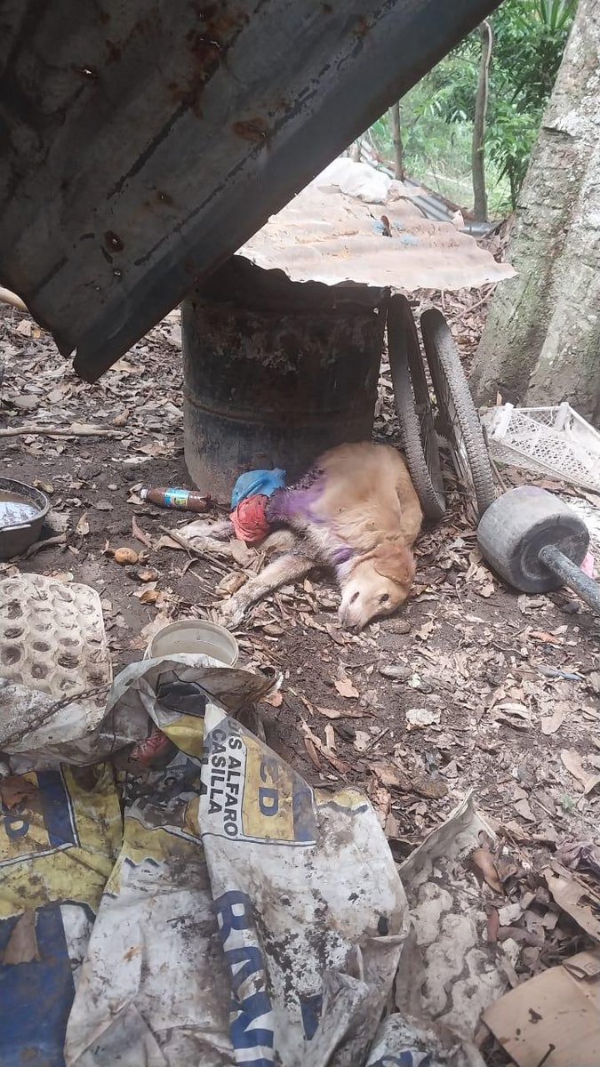 Beryz10's tweet photo. 🚨 ¡URGENCIA MÁXIMA! AYUDA PARA UN PERRITO HERIDO Y LLENO DE GUSANOS 🚨

‼️ Este angelito está al borde de la muerte. Lo reportan en la zona de calle Mano de León, esta tirado, con heridas abiertas, desnutrido y lleno de gusanos. Está sufriendo y necesita ayuda AHORA MISMO. https://t.co/vBzjSSqJ7I