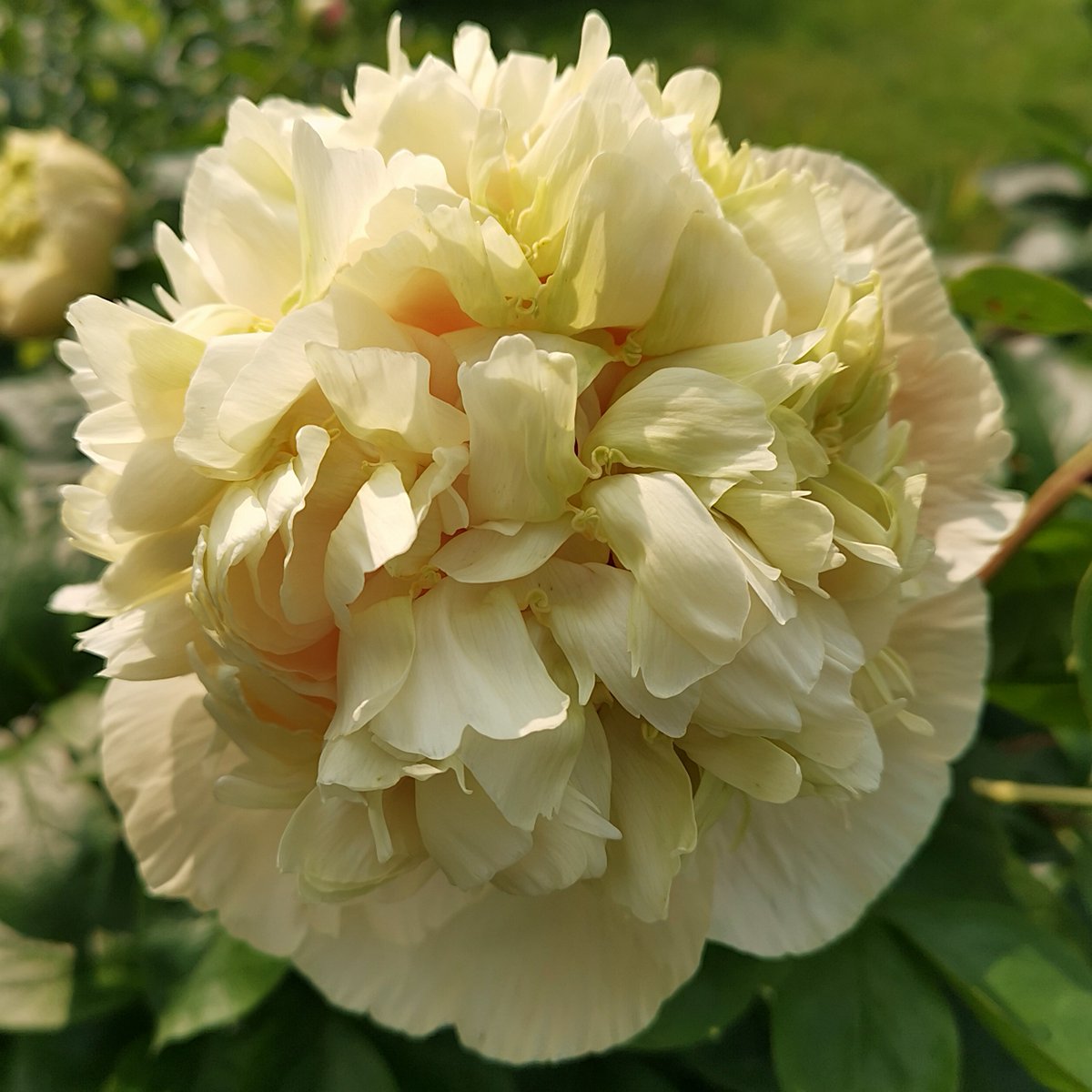 ...peony 'Quitzin' из нашего сада 😍