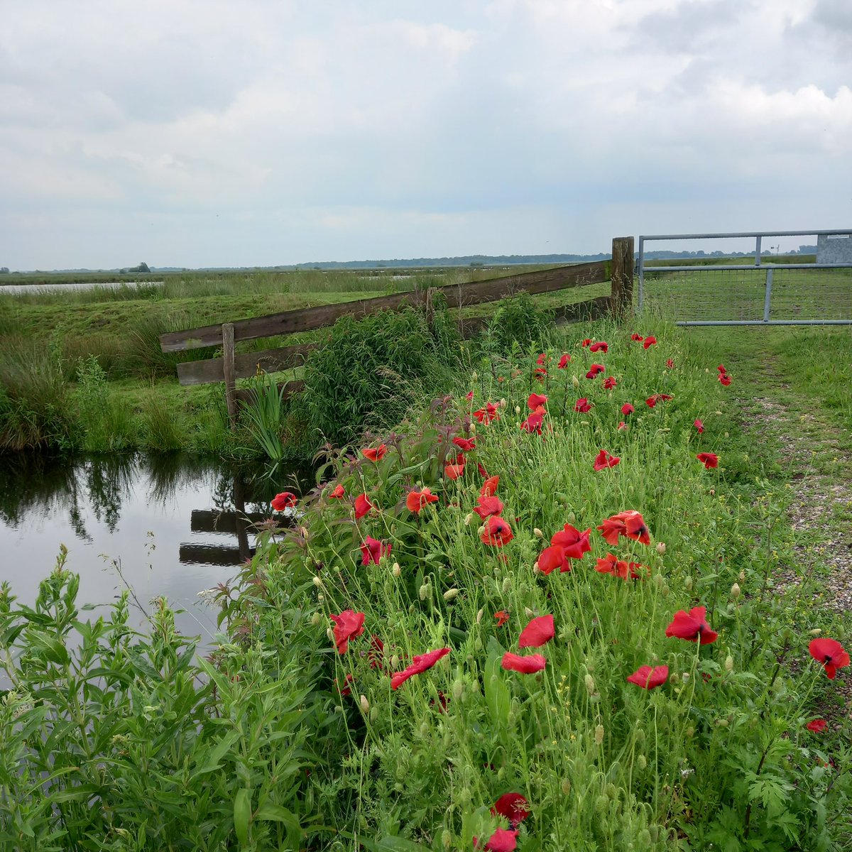 WoutvanV's tweet photo. Mooi rondje door Gorecht-Onnen weidevogelgebied.
#Boerennatuur 
#groningenwest https://t.co/9SNGQzkMRB