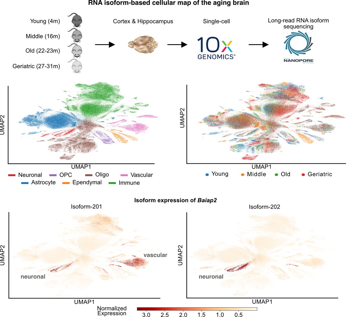 Excited to share our work with
Mark Cookson and <a href="/senergystic/">Payel Sen</a> labs. We combine #SingleCell and #Nanopore sequencing to profile #RNA isoforms from young to geriatric mouse brains. We uncover #aging changes in transcription, processing, and splicing that also impact coding potential