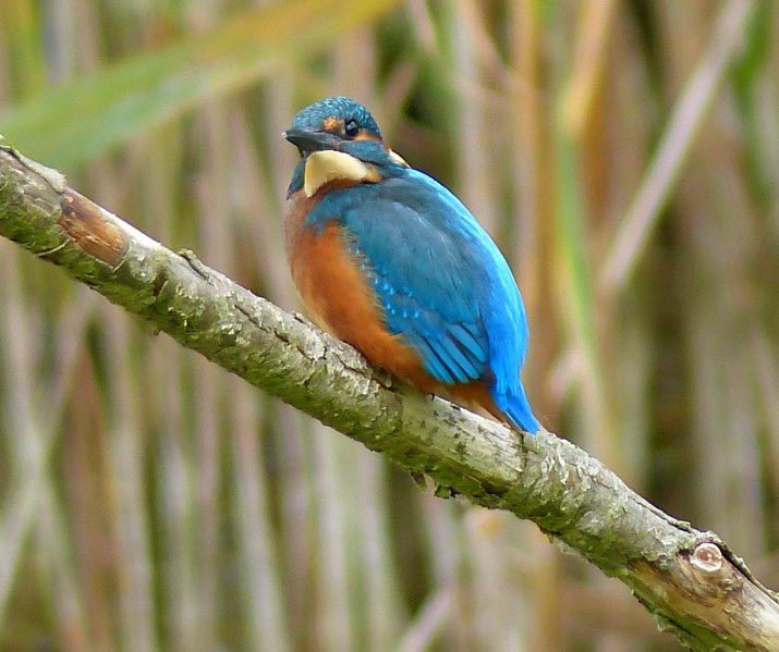 Alan Davies (@alandaviesbirds) on Twitter photo Email info@birdwatchingtrips.co.uk
& we can make all the arrangements for your custom made birdwatching tour. Email info@birdwatchingtrips.co.uk
& we can make all the arrangements for your custom made birdwatching tour.