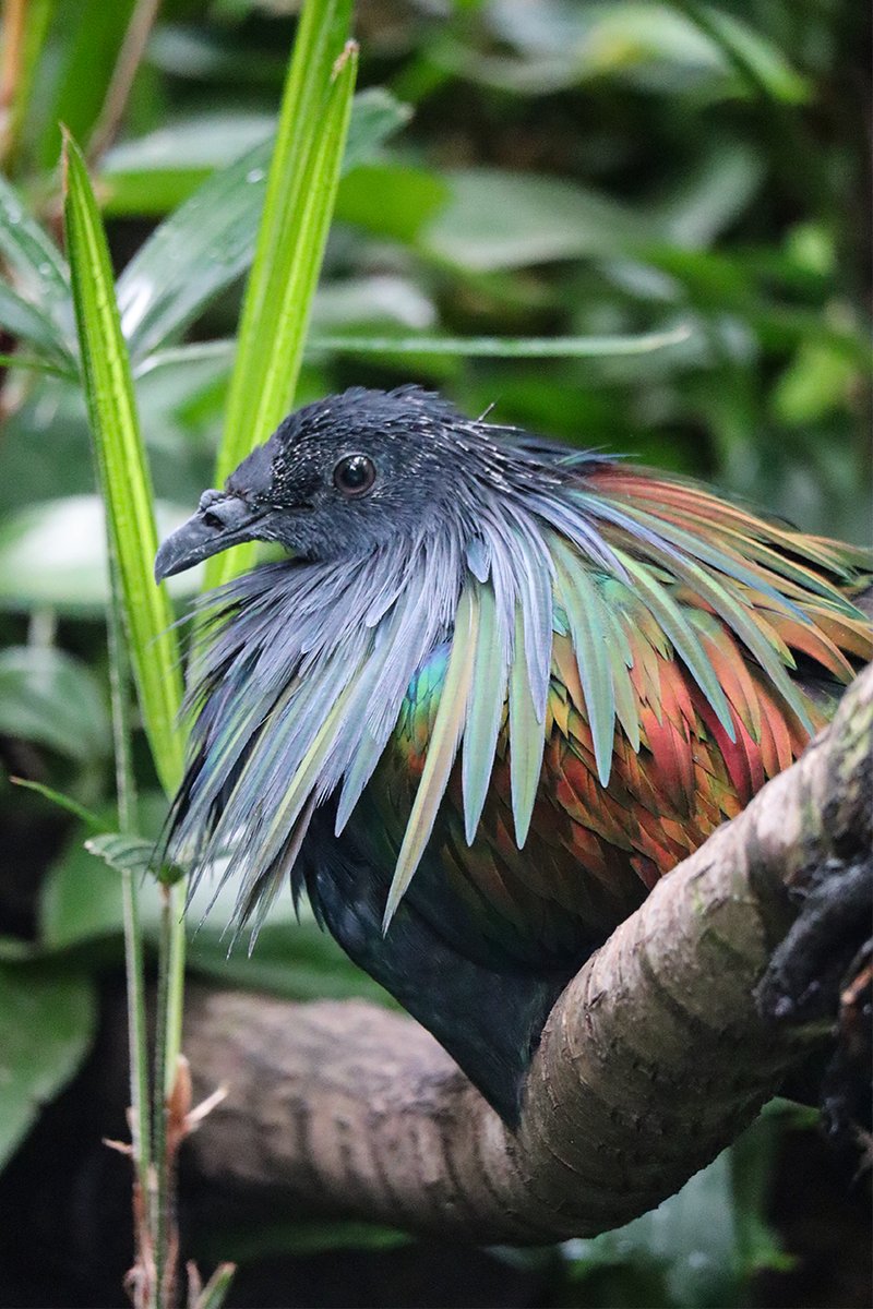 Providing photo evidence that Nicobar pigeons only have good sides.