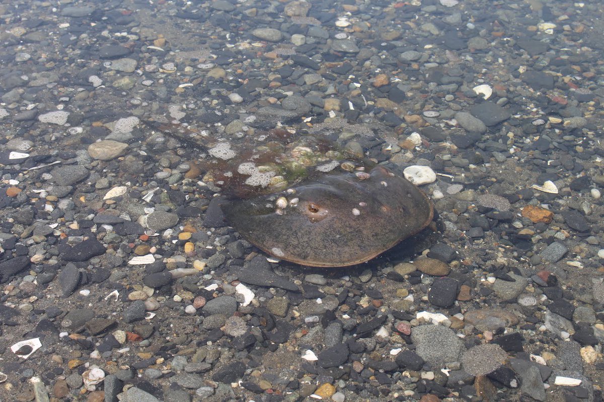 colleen_cronin's tweet image. The Narragansett Bay Estuarine Research Reserve has been open for decades, but federal funding issues threaten its mission of study, education, and stewardship. ecori.org/prudence-islan… @ecoRInews
