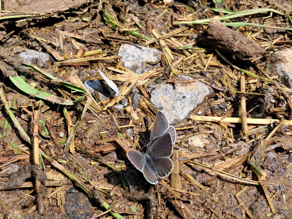 ForLilCreatures's tweet image. Swallowtail, wood whites, small blues and camberwell beauty. Just a small selection of the butterflies seen today in the mountains of Switzerland.
#butterflies @europebutterfly