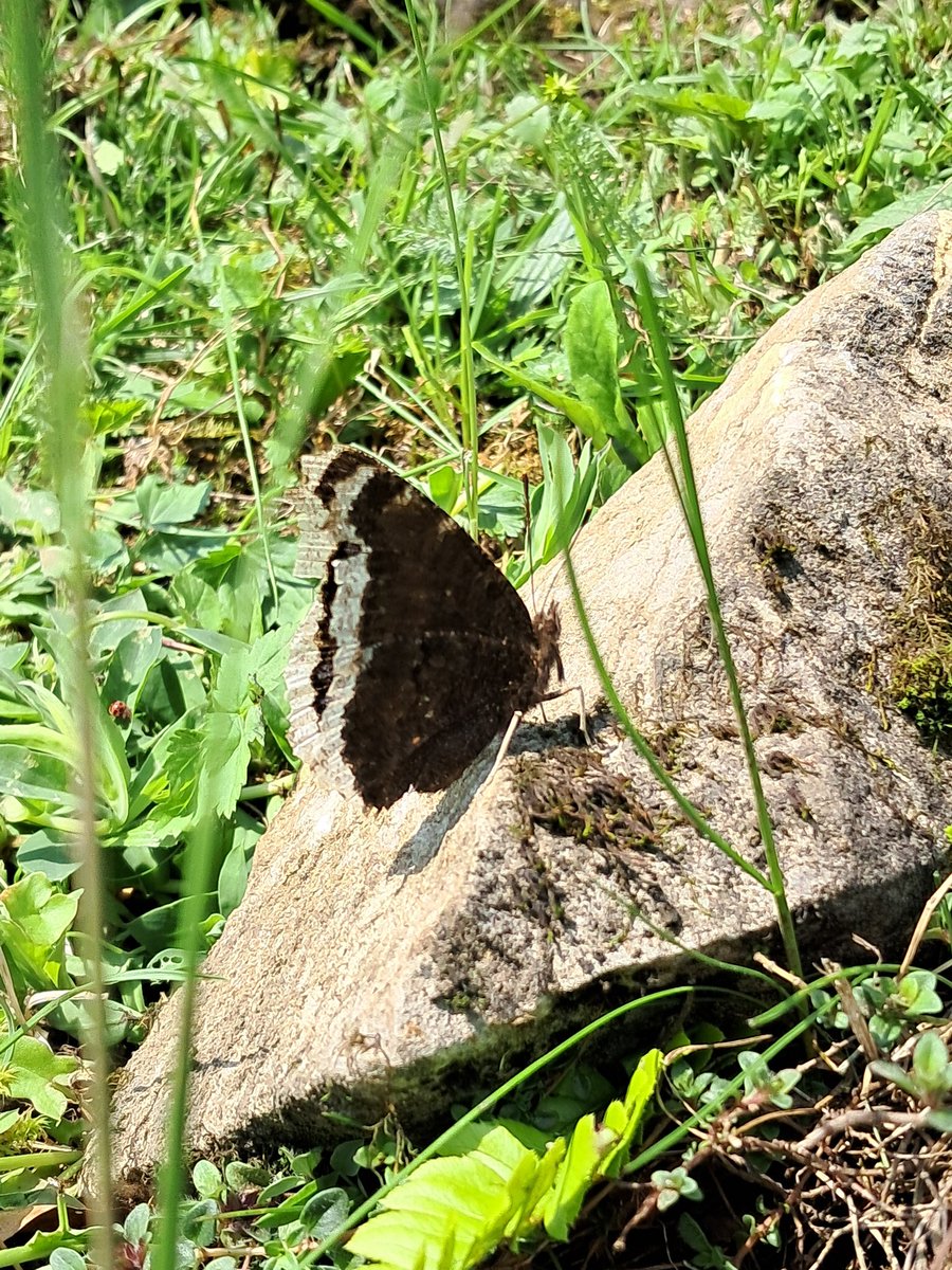 ForLilCreatures's tweet image. Swallowtail, wood whites, small blues and camberwell beauty. Just a small selection of the butterflies seen today in the mountains of Switzerland.
#butterflies @europebutterfly