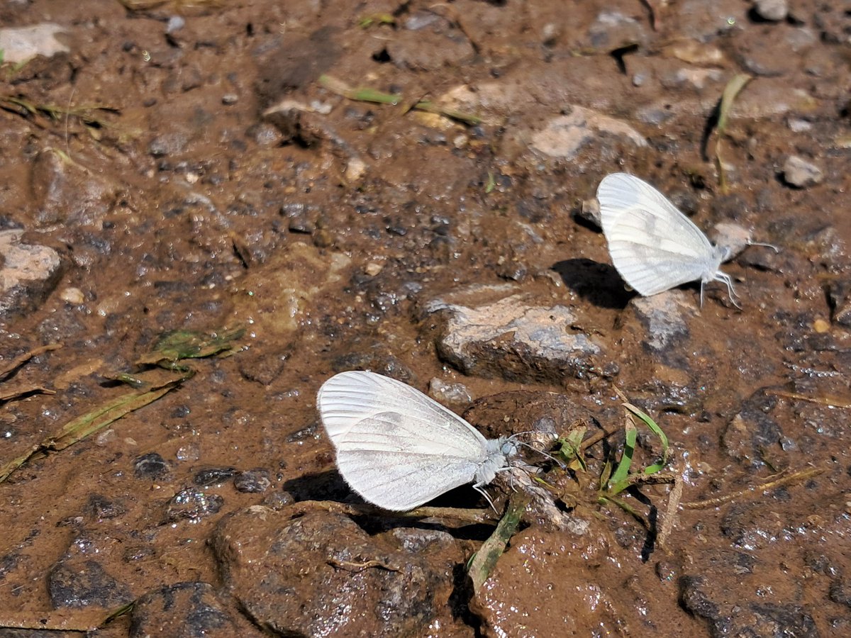 ForLilCreatures's tweet image. Swallowtail, wood whites, small blues and camberwell beauty. Just a small selection of the butterflies seen today in the mountains of Switzerland.
#butterflies @europebutterfly
