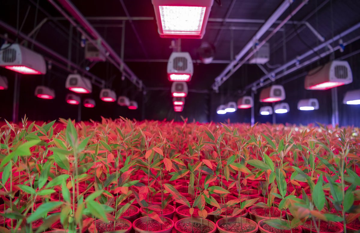 ICRISAT’s Accelerated Crop Improvement Program tweet media