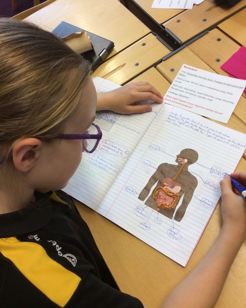 Year 6 have been getting to the guts of science and diving into the digestive system. From chomping and chewing to stomach gurgles and the final exit, the children followed food's fascinating path through the body.