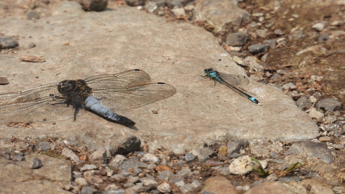 Matt Hull17 (@hull17matt) on Twitter photo Westhay Moor (08/06/25): 3 Cuckoo, 2 Hobby, Garden Warbler, Spotted Fly, ++ Azure/Variable/Blue-tailed, 1 Red-eyed Damselfly, 1 Brown, 1 Norfolk Hawker, 3 Emperor, 1 Broad-bodied, 3 Four-spotted, 6 Scarce Chaser, 2 Black-tailed Skimmer & 20 Small Tortoiseshell. <a href="/BDSdragonflies/">British Dragonfly Society</a> Westhay Moor (08/06/25): 3 Cuckoo, 2 Hobby, Garden Warbler, Spotted Fly, ++ Azure/Variable/Blue-tailed, 1 Red-eyed Damselfly, 1 Brown, 1 Norfolk Hawker, 3 Emperor, 1 Broad-bodied, 3 Four-spotted, 6 Scarce Chaser, 2 Black-tailed Skimmer & 20 Small Tortoiseshell. <a href="/BDSdragonflies/">British Dragonfly Society</a>