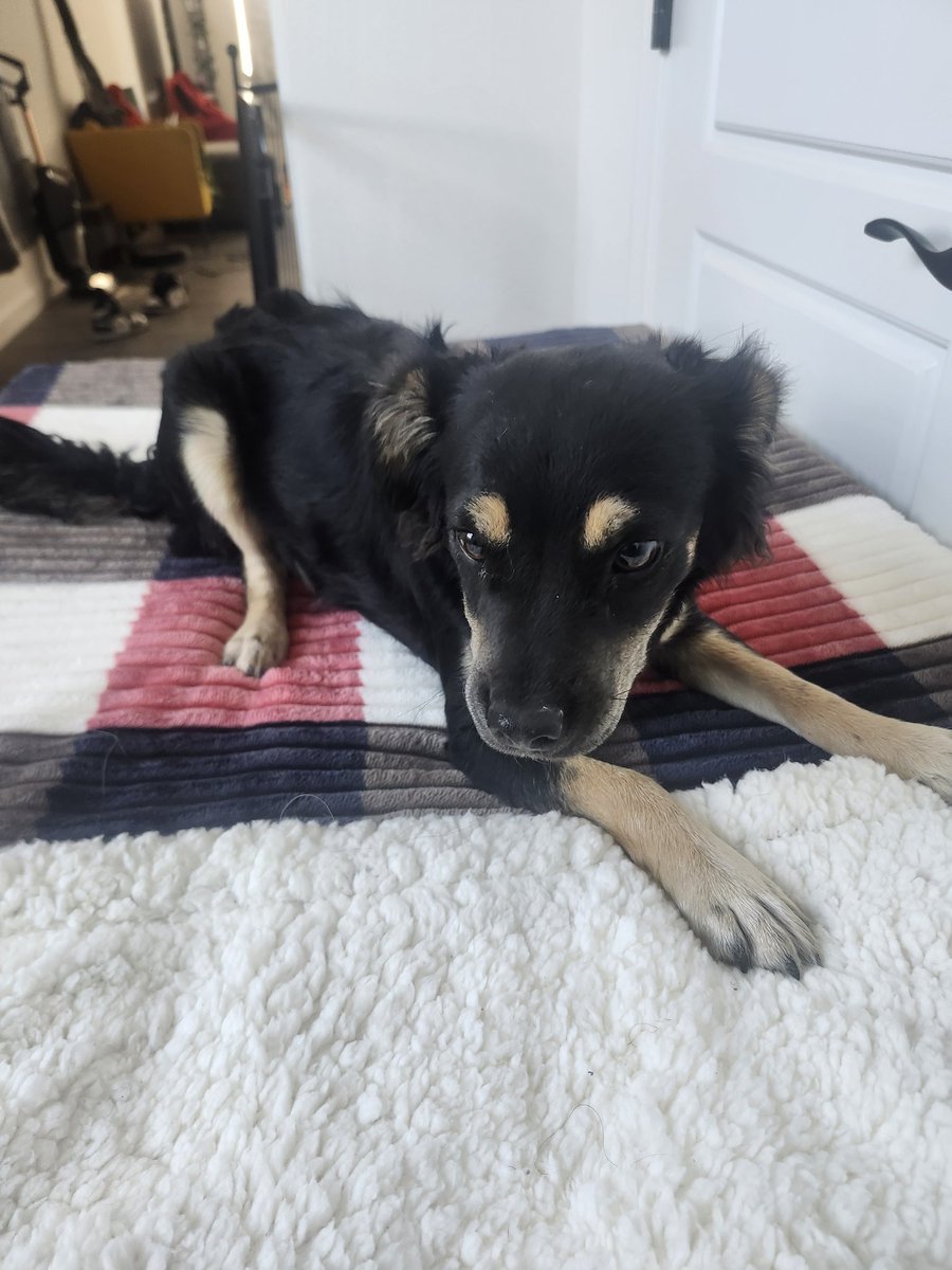 So um I found this dog in the middle of the road if you live in Vegas or know someone im taking them to the  nevada SPCA by raiders stadium
RT so someone can hopefully find their dog