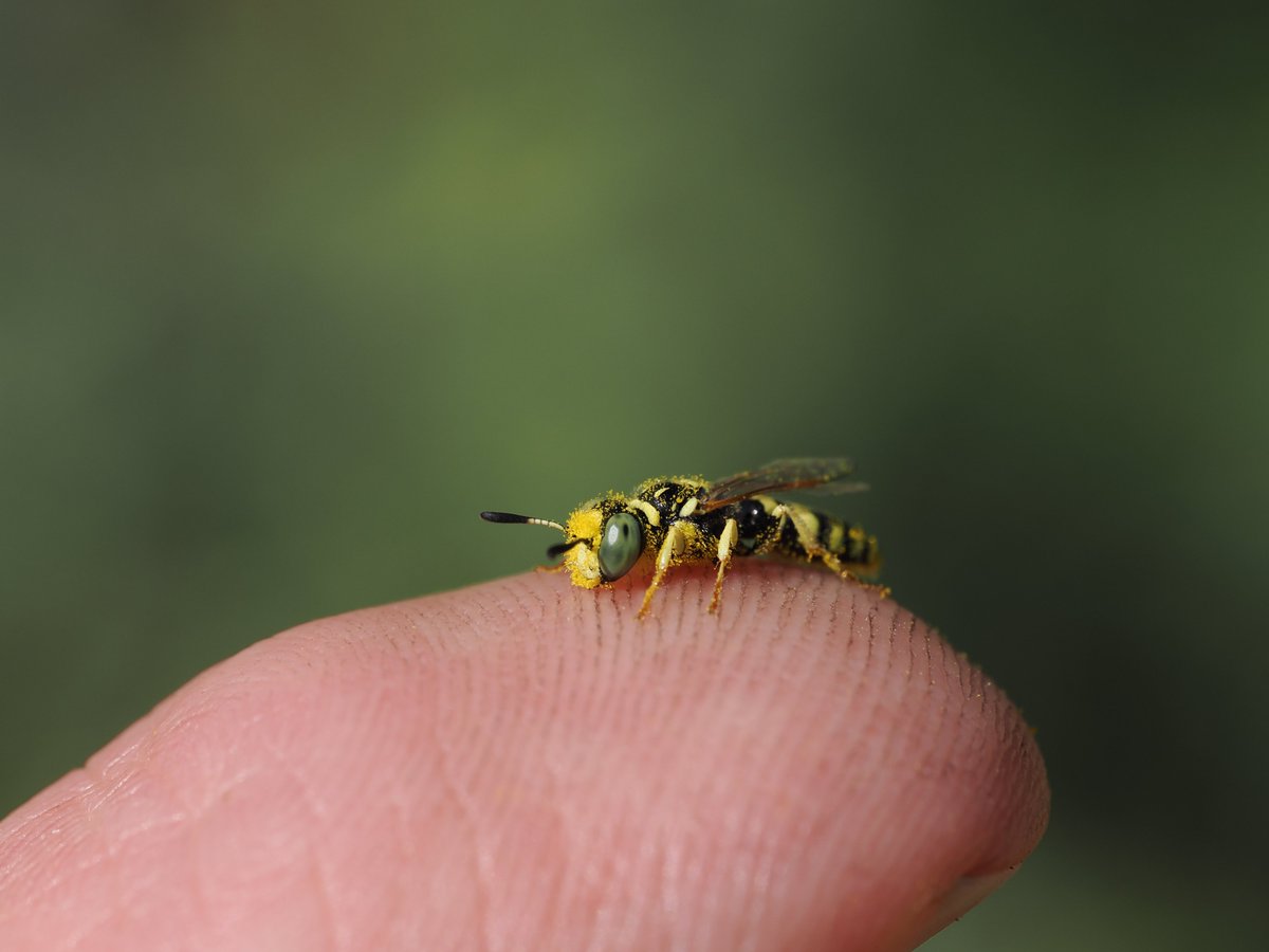 sfbaybees's tweet image. &quot;Are you sure wasps pollinate?&quot;
&quot;I am very sure.&quot;
Also a reminder that while they are feared beasts of the hunt, Bee Wolves are in fact quite small. 
[Philanthus / Bee Wolf, Alameda, CA 4-28-2025] #wasps #entomology #macro #pollinators