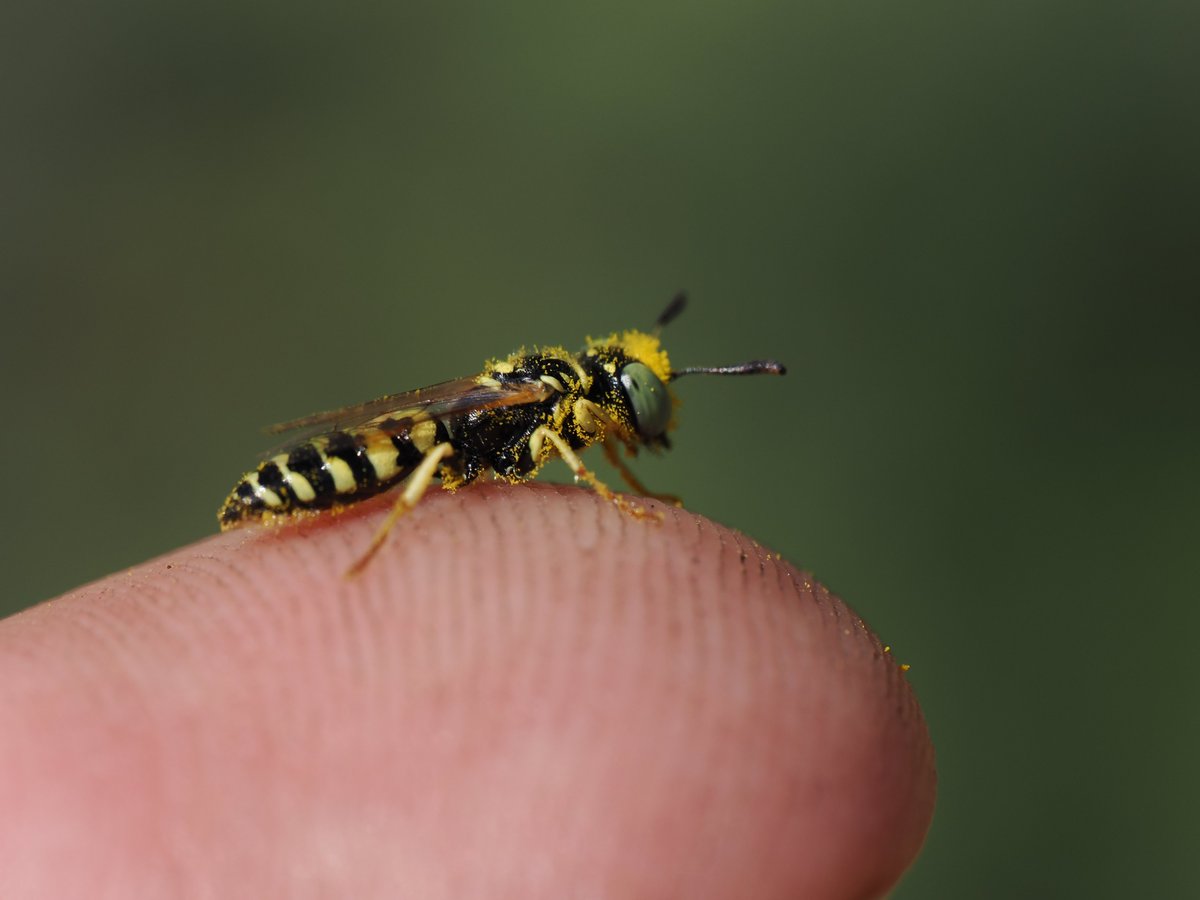 sfbaybees's tweet image. &quot;Are you sure wasps pollinate?&quot;
&quot;I am very sure.&quot;
Also a reminder that while they are feared beasts of the hunt, Bee Wolves are in fact quite small. 
[Philanthus / Bee Wolf, Alameda, CA 4-28-2025] #wasps #entomology #macro #pollinators