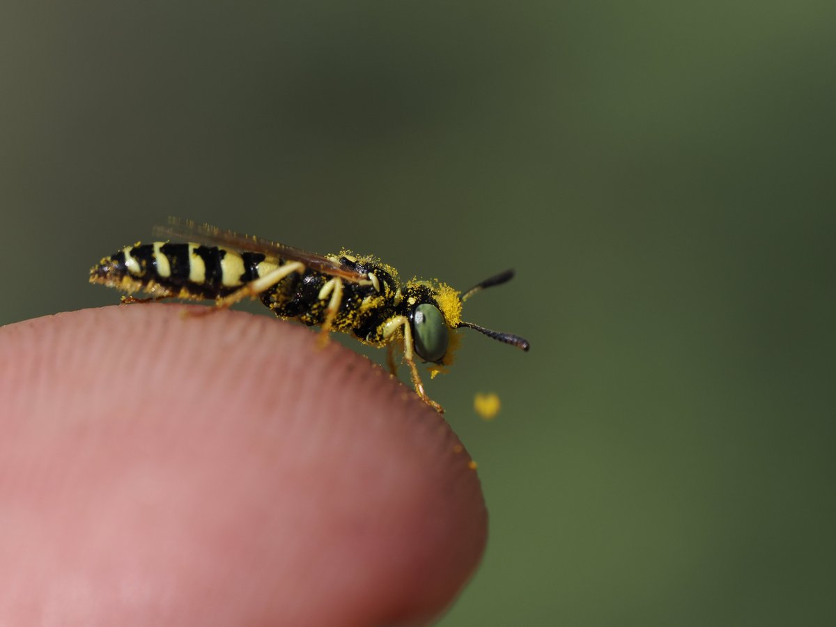 sfbaybees's tweet image. &quot;Are you sure wasps pollinate?&quot;
&quot;I am very sure.&quot;
Also a reminder that while they are feared beasts of the hunt, Bee Wolves are in fact quite small. 
[Philanthus / Bee Wolf, Alameda, CA 4-28-2025] #wasps #entomology #macro #pollinators