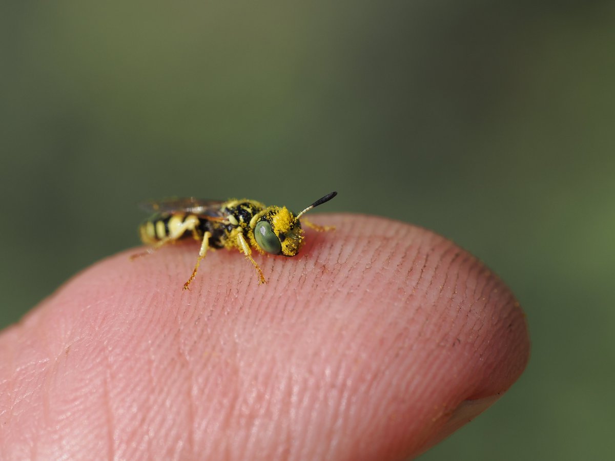 sfbaybees's tweet image. &quot;Are you sure wasps pollinate?&quot;
&quot;I am very sure.&quot;
Also a reminder that while they are feared beasts of the hunt, Bee Wolves are in fact quite small. 
[Philanthus / Bee Wolf, Alameda, CA 4-28-2025] #wasps #entomology #macro #pollinators