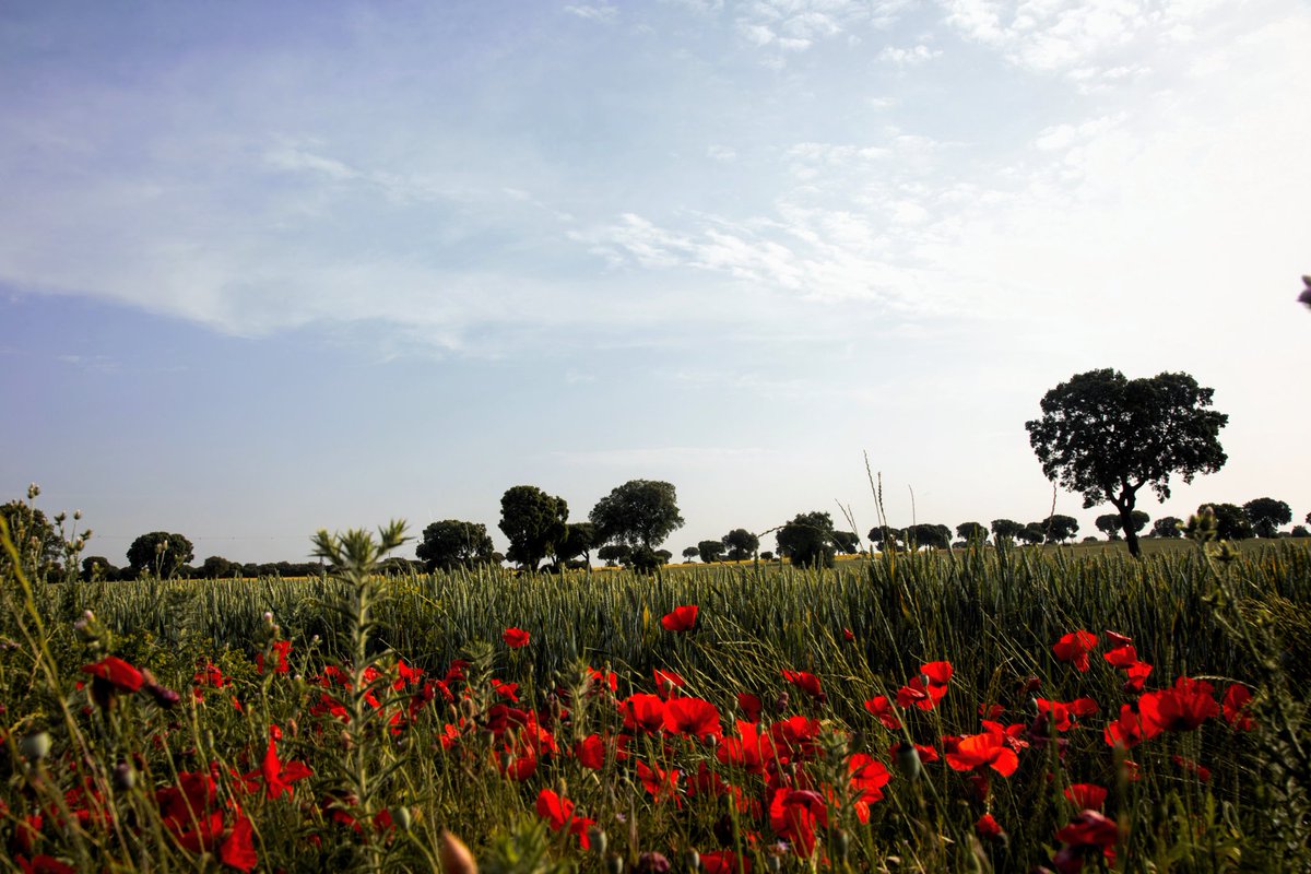 #Dia caluroso desde #Palencia  <a href="/ElTiempoes/">Eltiempo.es</a> <a href="/el_tiempohoy/">El Tiempo Hoy</a> <a href="/ElTiempoA3/">El Tiempo de Antena 3</a> <a href="/TiempoCyLTV/">El Tiempo en CyL</a> <a href="/ElTiempo_tve/">El Tiempo en TVE</a> <a href="/lasextameteo/">La Sexta Meteo</a> <a href="/sibilafc/">Silvia Ferrer</a> <a href="/MeteoredES/">Meteored España</a> <a href="/meteoduruelo/">Agustín Sandoval</a> <a href="/meteosegovia/">Adrián Escobar</a> <a href="/mndres/">Miriam Andrés</a> <a href="/anamaria190977/">Ana María Herrero</a> <a href="/beapalencia13/">bea palencia</a> <a href="/tomeandres/">Andrés Tomé</a> <a href="/TurismoPalencia/">Turismo Palencia CyL</a> <a href="/palentino/">palentino 🌾🌈❣️</a> <a href="/Marijosesanz73/">M.J.</a>