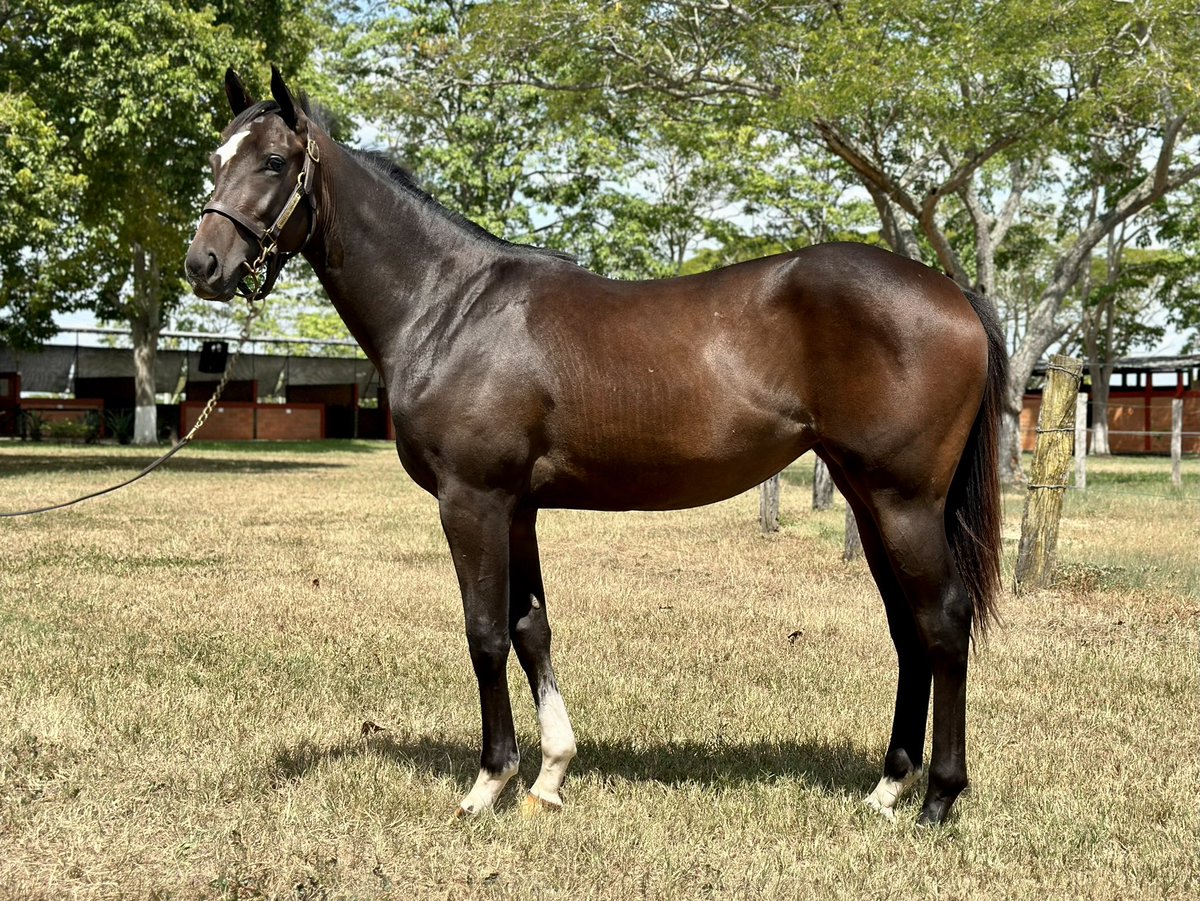 HLosCaracaros's tweet photo. ¡Eterna Amanda, con clase y coraje!

Eterna Amanda (3.h Tato Zeta en Meetmeinthemiddle x Fusaichi Pegasus) conquistó el 1er paso de la Triple Corona versión hembras, el clásico Hipódromo La Rinconada GI.

Celebramos con orgullo y nos llena de mucha ilusión. Deseando mucha salud para la hija de nuestro campeón Tato Zeta.

Felicidades a sus conexiones! @StudQuarterback @rickydangelo13