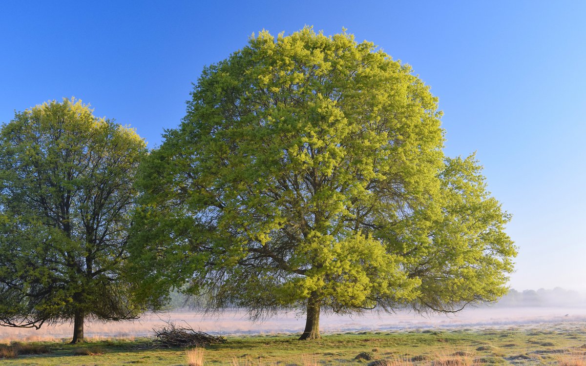 Two pin oaks. Finding the birds, filtering our air, feasting on the light.