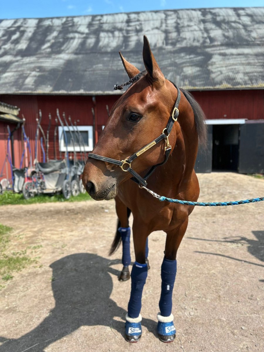 Lagom debut för Maverick K.W. idag med seger på 14.4😮‍💨🥰🐴