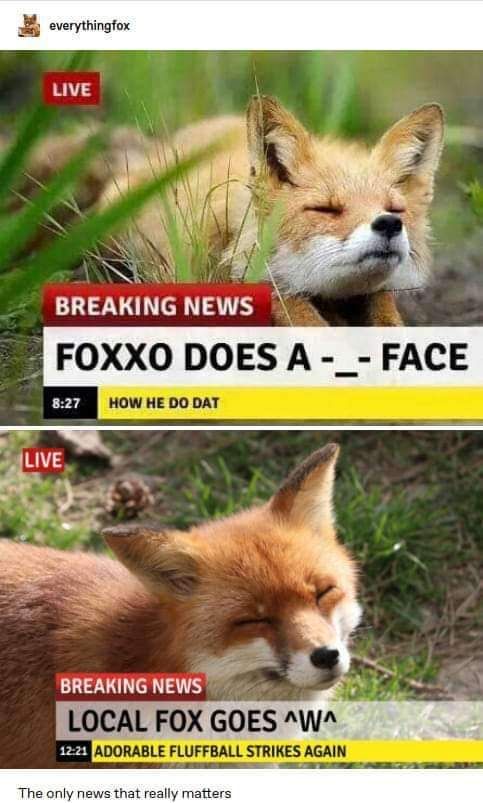 🍁 𝓣𝓱𝓮 𝓕𝓸𝔁 𝓛𝓲𝓯𝓮 🌾🦊 (@thefoxlife) on Twitter photo 