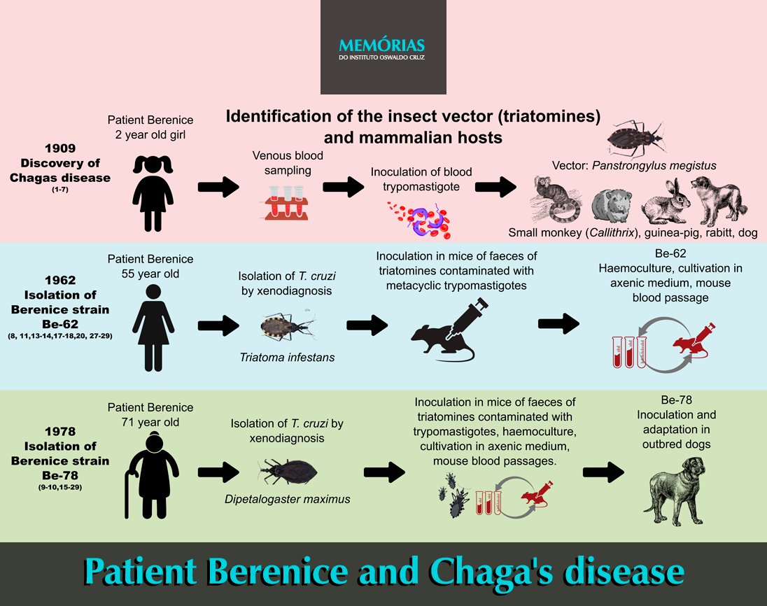New study in <a href="/MemoriasJournal/">Memorias Journal</a> revisits key findings on the genetic makeup of Trypanosoma cruzi strains isolated from Berenice — the first recorded Chagas disease patient. A deep dive into the origins of this important parasite. To know more, access memorias.ioc.fiocruz.br.