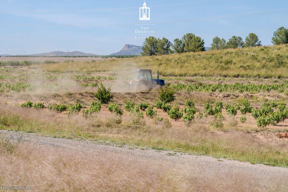 Bodegas San Dionisio (@sandionisio_) on Twitter photo El campo sigue recibiendo atenciones. La viña no para y hay que cuidar el suelo.
#sandionisio #vinosdejumilla #jumillawines #dopjumilla #monastrell #fuentealamo #vinosdealbacete #somm #sumiller #sommelier #cosasdelvino #aove #aceitedeoliva #almazara
📷<a href="/wineup_es/">WineUp! guia de vino/MKT y comunicación</a> El campo sigue recibiendo atenciones. La viña no para y hay que cuidar el suelo.
#sandionisio #vinosdejumilla #jumillawines #dopjumilla #monastrell #fuentealamo #vinosdealbacete #somm #sumiller #sommelier #cosasdelvino #aove #aceitedeoliva #almazara
📷<a href="/wineup_es/">WineUp! guia de vino/MKT y comunicación</a>