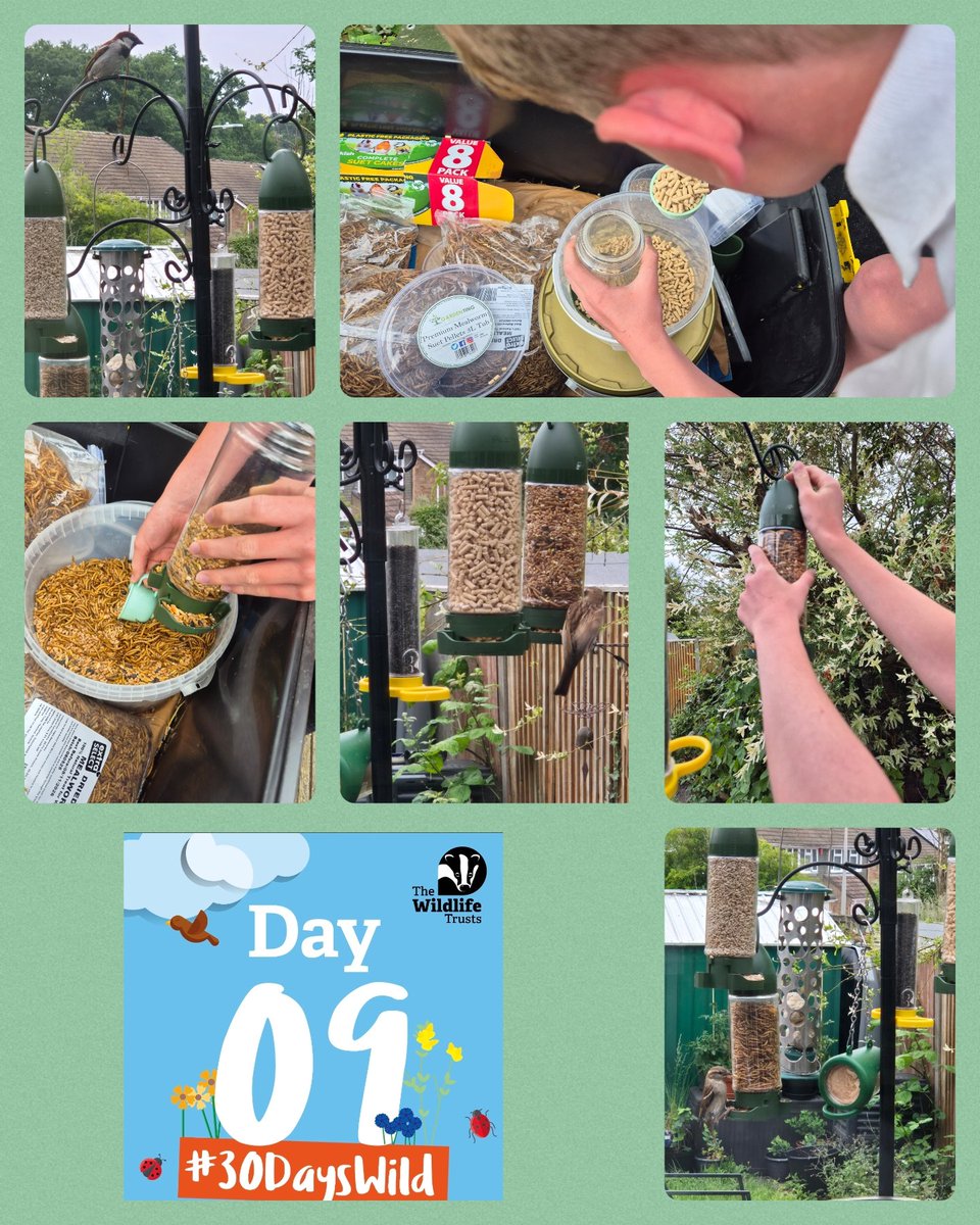 HBasham (@bashamhelena) on Twitter photo Day 9 #30dayswild big one helping to top up the feeders for the birds <a href="/30DaysWild/">#30DaysWild from The Wildlife Trusts</a> Day 9 #30dayswild big one helping to top up the feeders for the birds <a href="/30DaysWild/">#30DaysWild from The Wildlife Trusts</a>