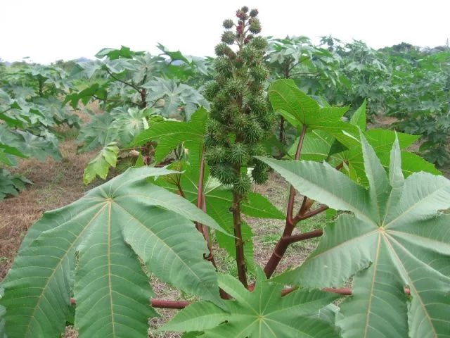 Castor leaves, one of the most effective herbs for your joints and waist pains. Boil the fresh leaves in water for 20 minutes and drink 60ml three times daily🍀…. You can also apply castor oil on the pained area twice daily.