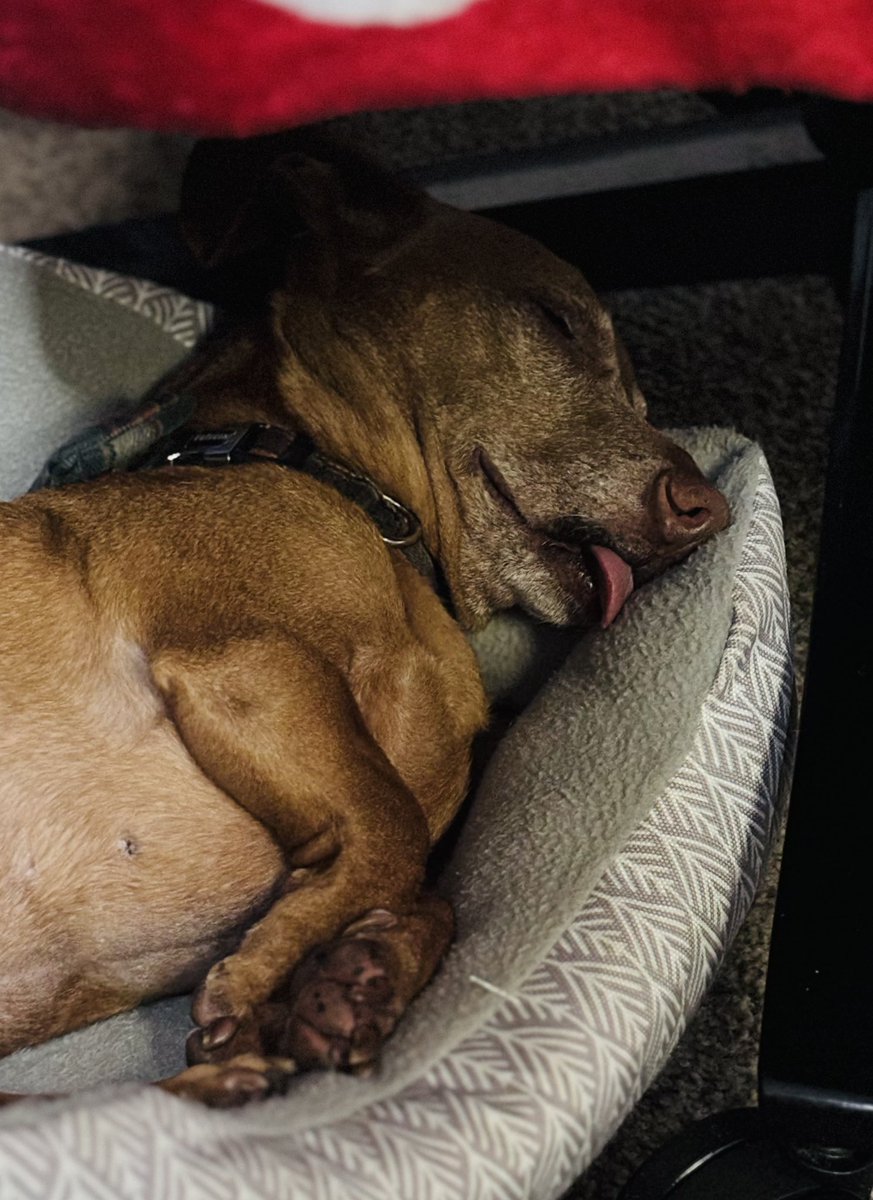 jazmmineTV's tweet photo. Such a hard life for a lil red ween. #ween #motherofweens #furmom #rescuelife #dachshund #sleepyween https://t.co/tgYovlJsxl