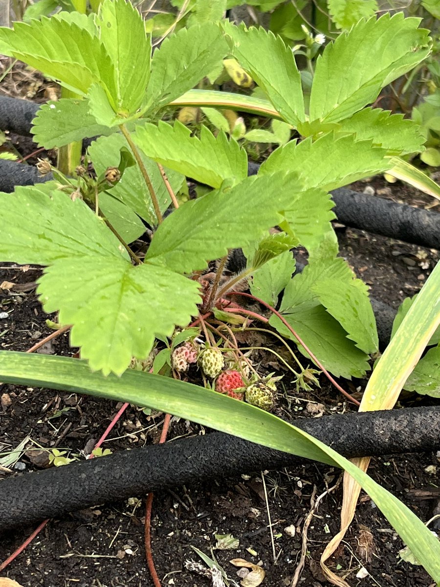 Des p’tites fraises sauvages dans mon jardin. J’espère pouvoir en goûter une avant les oiseaux. 😅

Cc <a href="/ManuDesmarais/">Mme. Des</a>